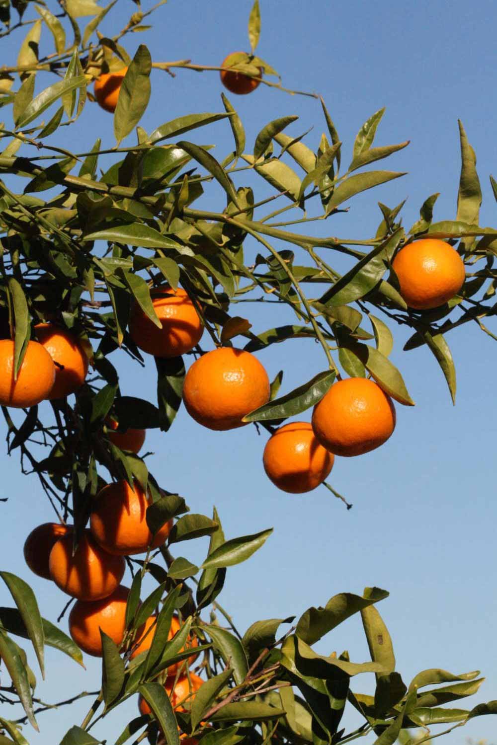              Fruit (Riverside, CA)       